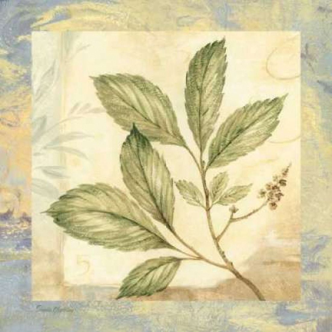 Leaf Botanicals II Canvas Art - Pamela Gladding (24 x 24)