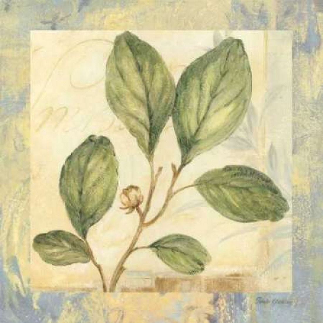 Leaf Botanicals IV Canvas Art - Pamela Gladding (24 x 24)