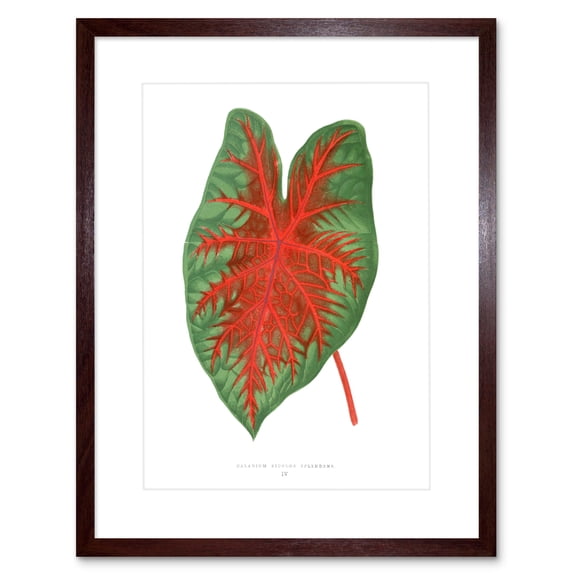 Leaf Caladium Bicolor Spendens Art Print Framed Poster Wall Decor 9x7 inch
