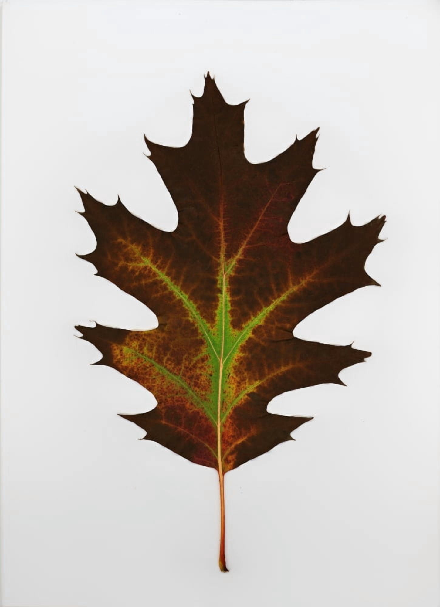 Leaf Canvas Art - Deddeda Design Pics (12 x 17)