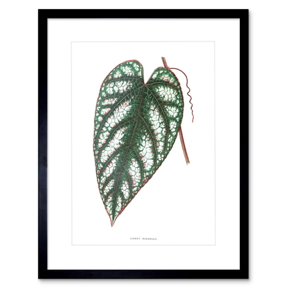 Leaf Cissus Discolor Art Print Framed Poster Wall Decor 9x7 inch