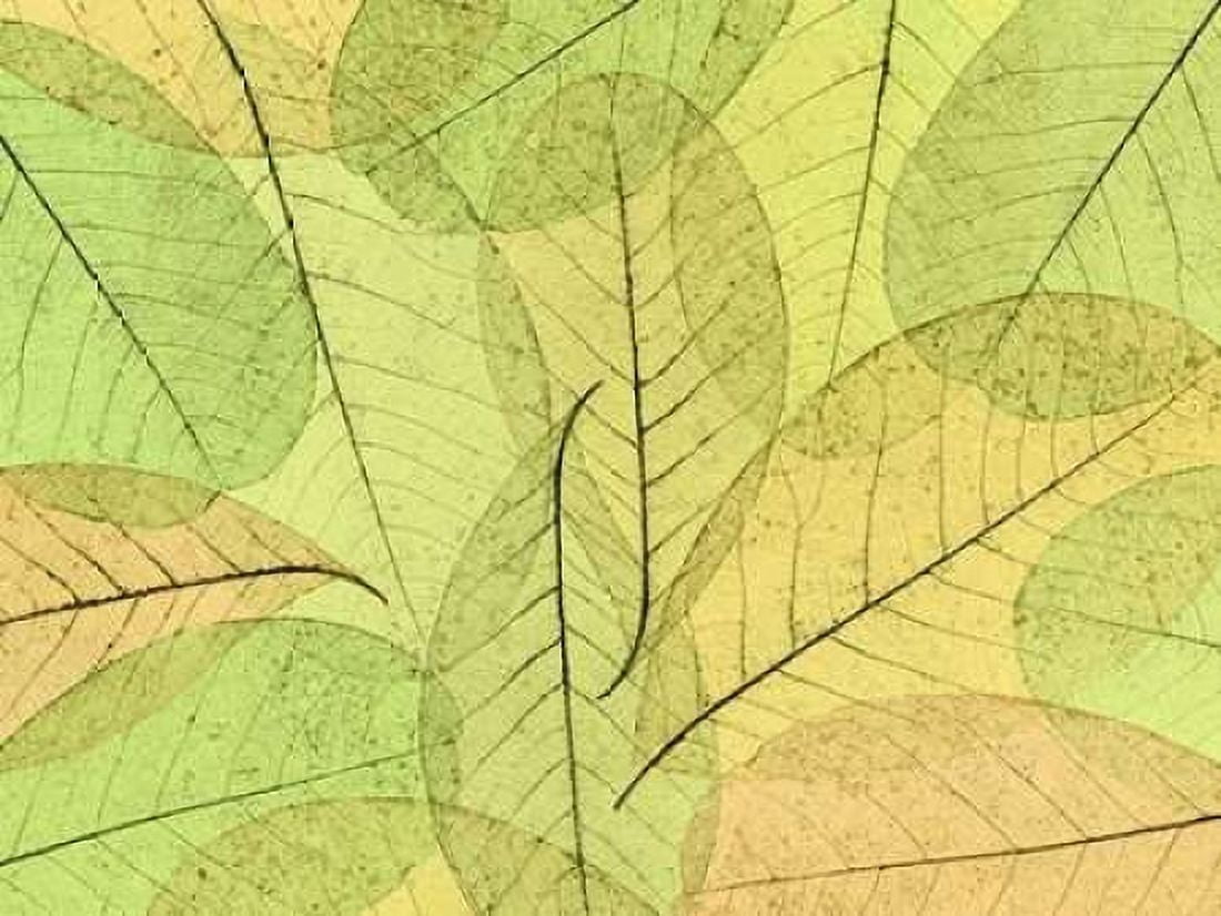 Leaf Collage I Canvas Art - Kathy Mahan (18 x 24)