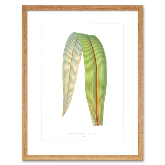 Leaf Cordyline Dracaena Indivisa Art Print Framed Poster Wall Decor 9x7 inch