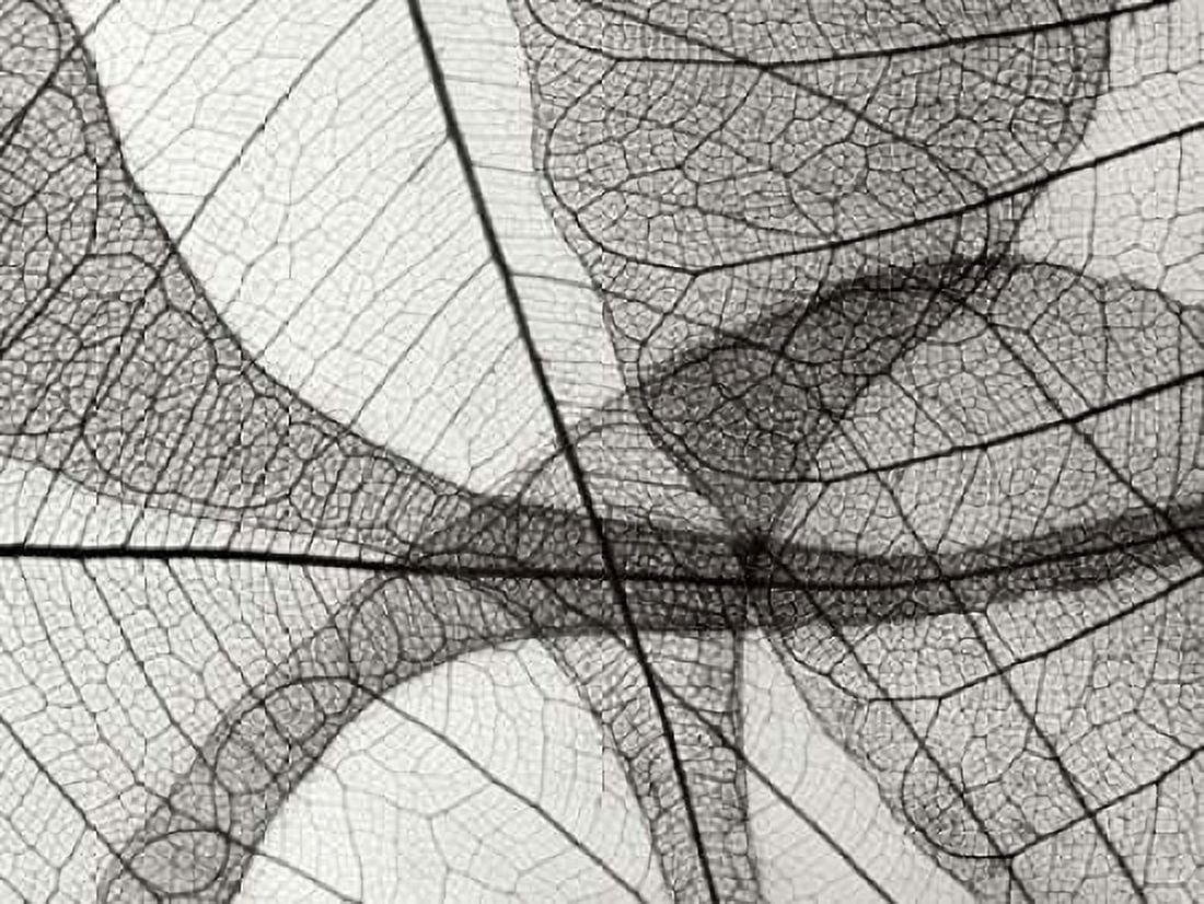 Leaf Designs I BW Canvas Art - Jim Christensen (18 x 24)