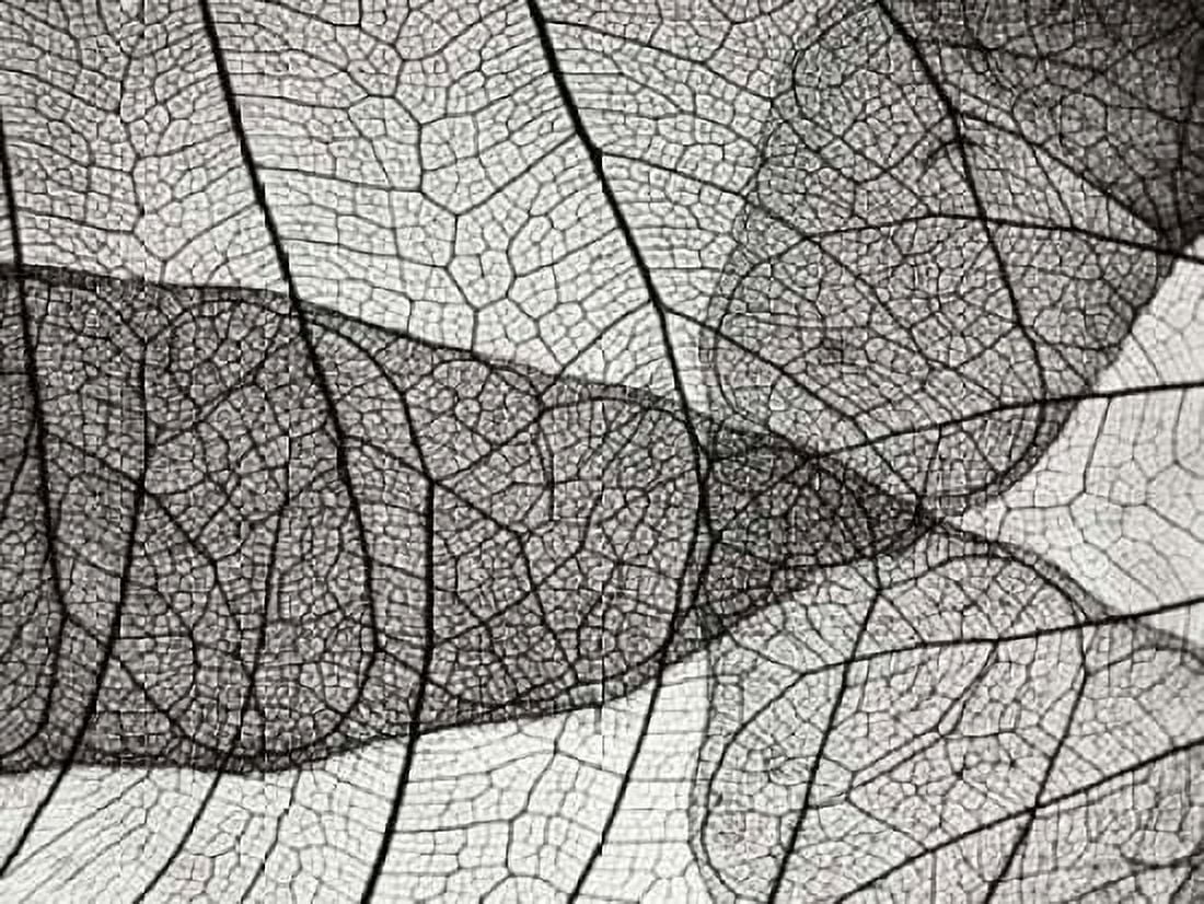 Leaf Designs II BW Canvas Art - Jim Christensen (18 x 24)
