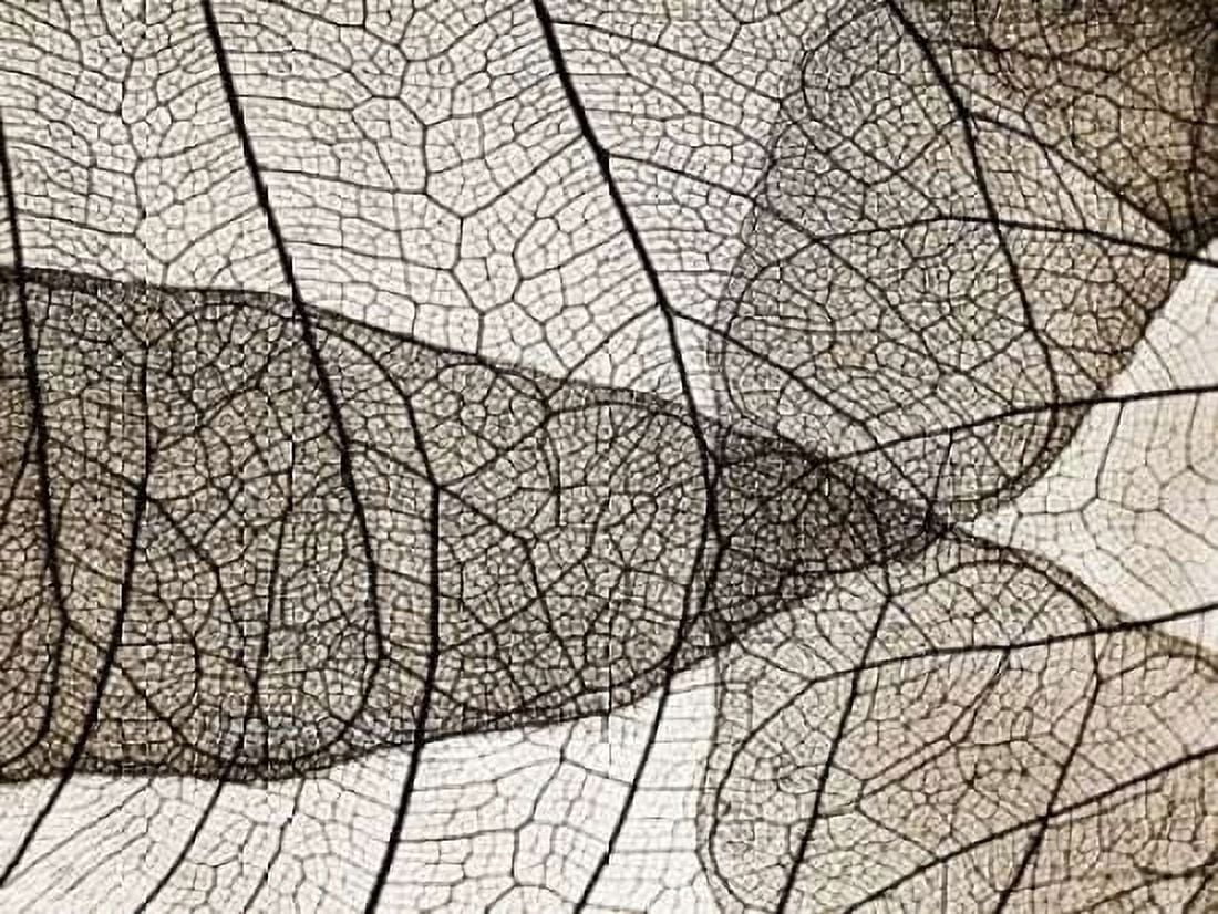 Leaf Designs II Sepia Canvas Art - Jim Christensen (18 x 24)