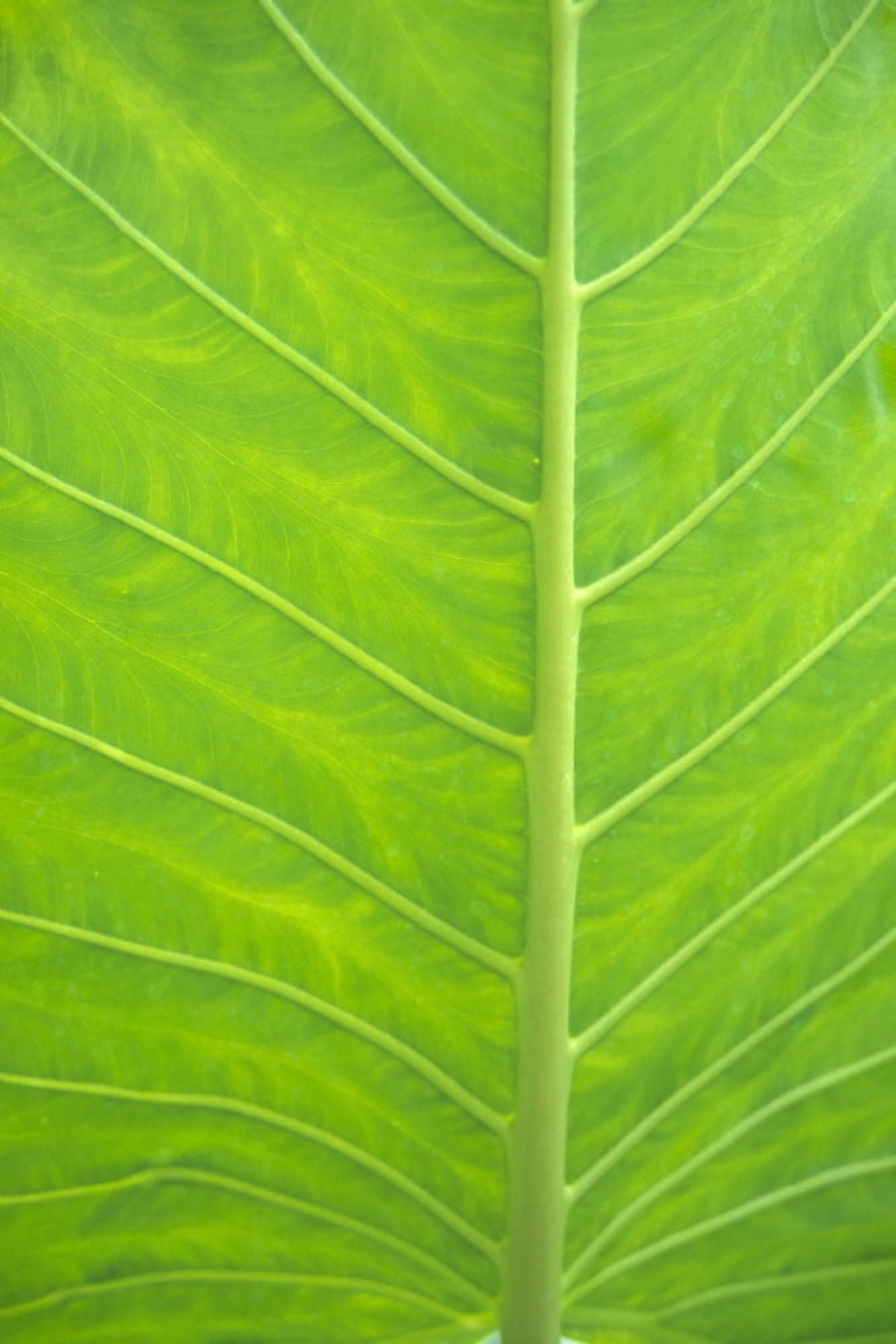 Leaf Detail Background Canvas Art - Kyle Rothenborg Design Pics (12 x 19)
