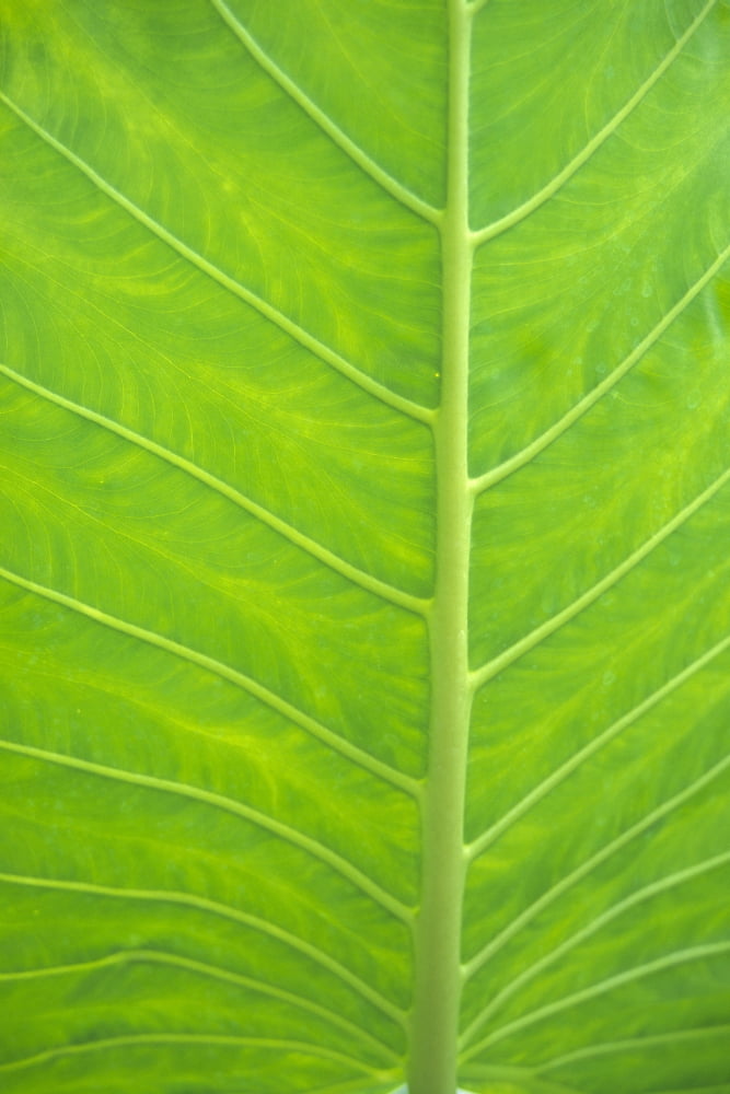 Leaf Detail Background Canvas Art - Kyle Rothenborg Design Pics (24 x 38)