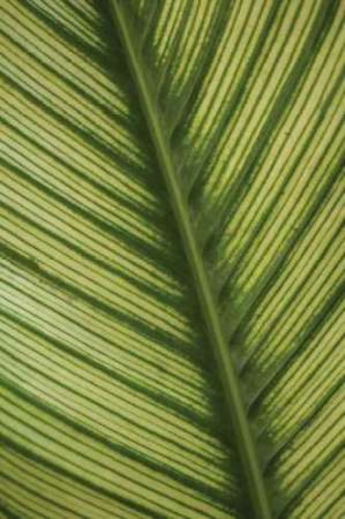 Leaf Detail I Canvas Art - Erin Berzel (20 x 28)