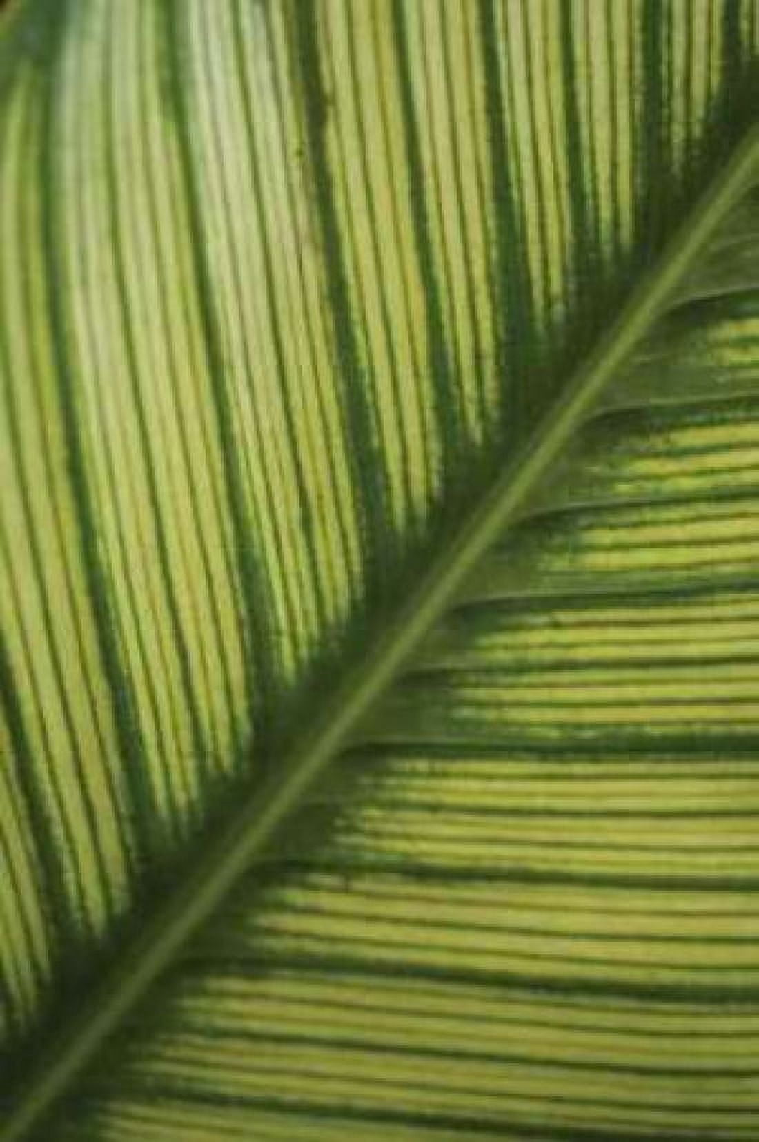 Leaf Detail II Canvas Art - Erin Berzel (20 x 28)