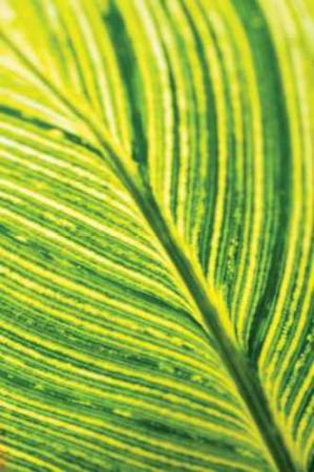Leaf Detail III Canvas Art - Erin Berzel (20 x 28)