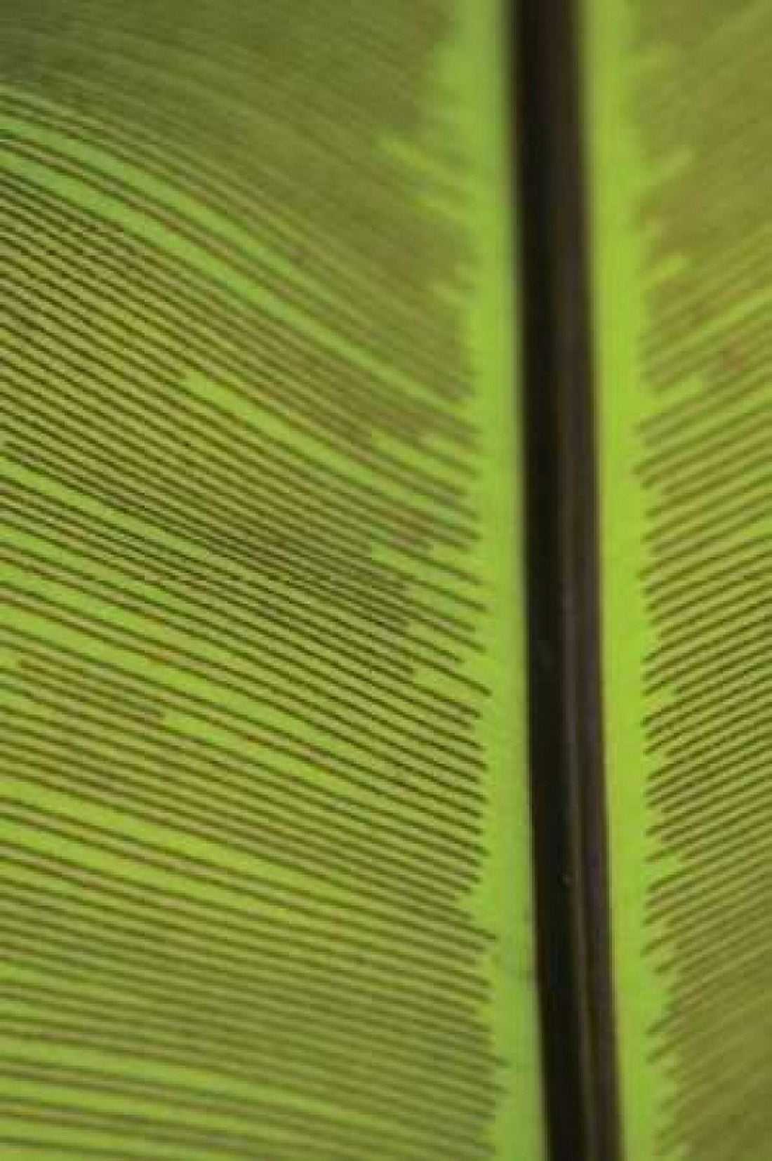 Leaf Detail IV Canvas Art - Erin Berzel (20 x 28)