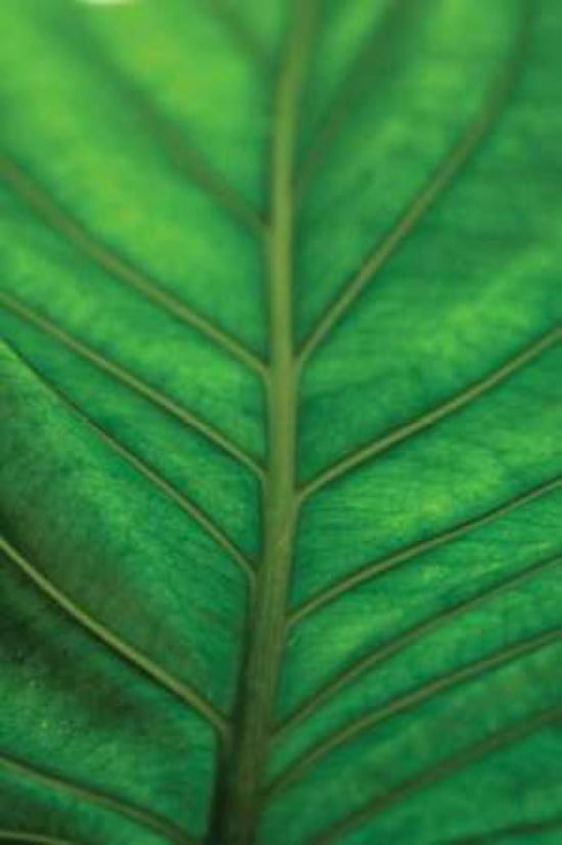 Leaf Detail V Canvas Art - Erin Berzel (20 x 28)