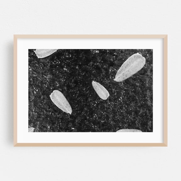 Leaf With Dewdrops 02 - Phoenix Arizona Photography Abstract Black and White Geometric Minimalist Modern Art Space Surrealism Oak Framed Wall Art Print 16 x 24 inches