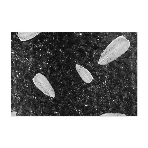 Leaf With Dewdrops 02 - Phoenix Arizona Photography Abstract Black and White Geometric Minimalist Modern Art Space Surrealism Unframed Wall Art Print 40 x 60 inches