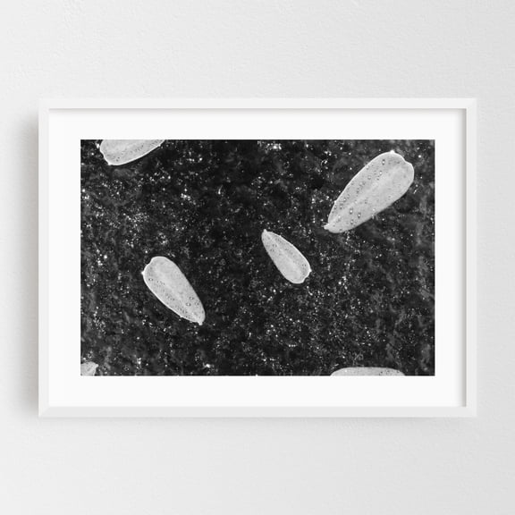Leaf With Dewdrops 02 - Phoenix Arizona Photography Abstract Black and White Geometric Minimalist Modern Art Space Surrealism White Framed Wall Art Print 12 x 18 inches