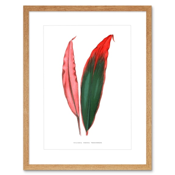 Leaf Dracaena Ferrea Versicolor Art Print Framed Poster Wall Decor 9x7 inch