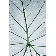 Leaf Hortus Botanicus Close-Up Canvas Art - Anthony Webb Design Pics 22 x 34