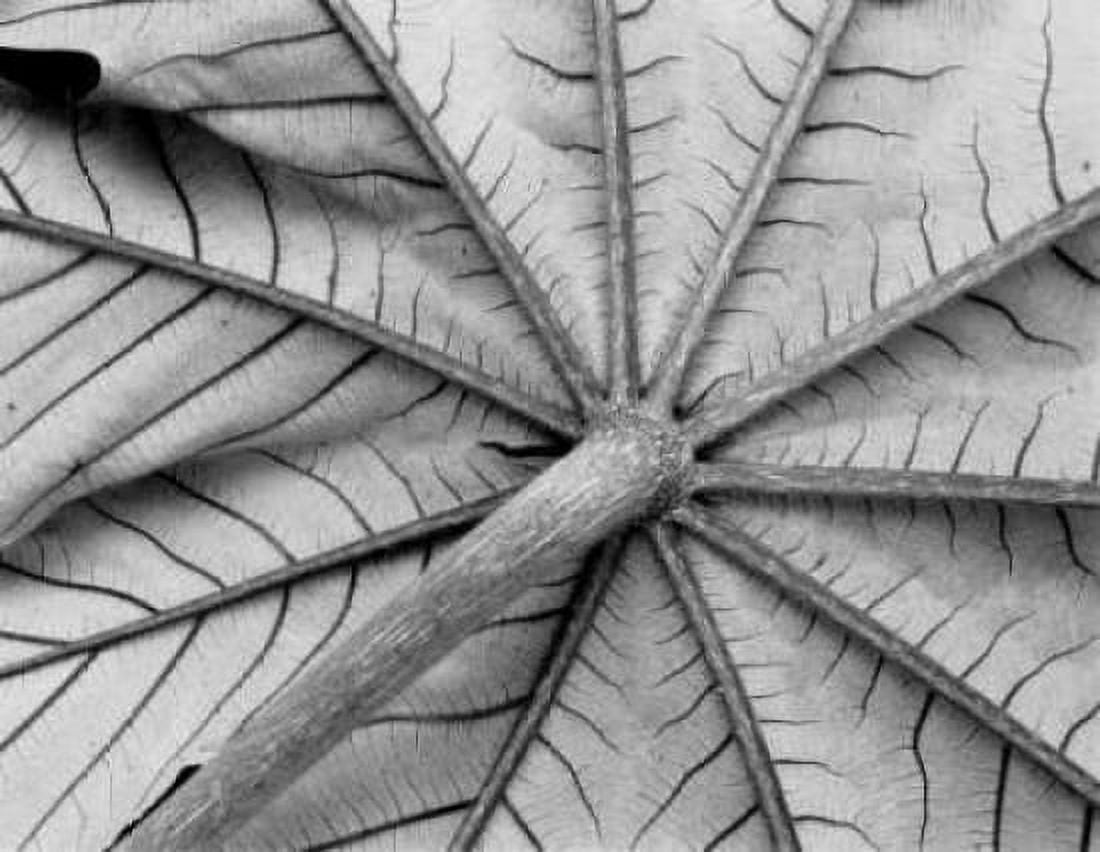Leaf I Canvas Art - Lee Peterson (22 x 28)
