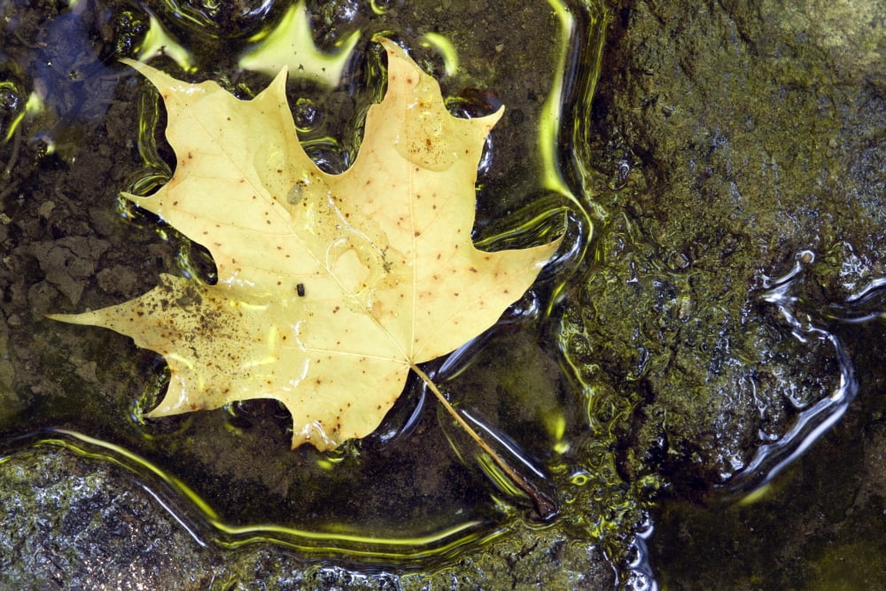 Leaf In Water Niagara Peninsula Ontario Canada Canvas Art - Darwin Wiggett Design Pics (17 x 11)