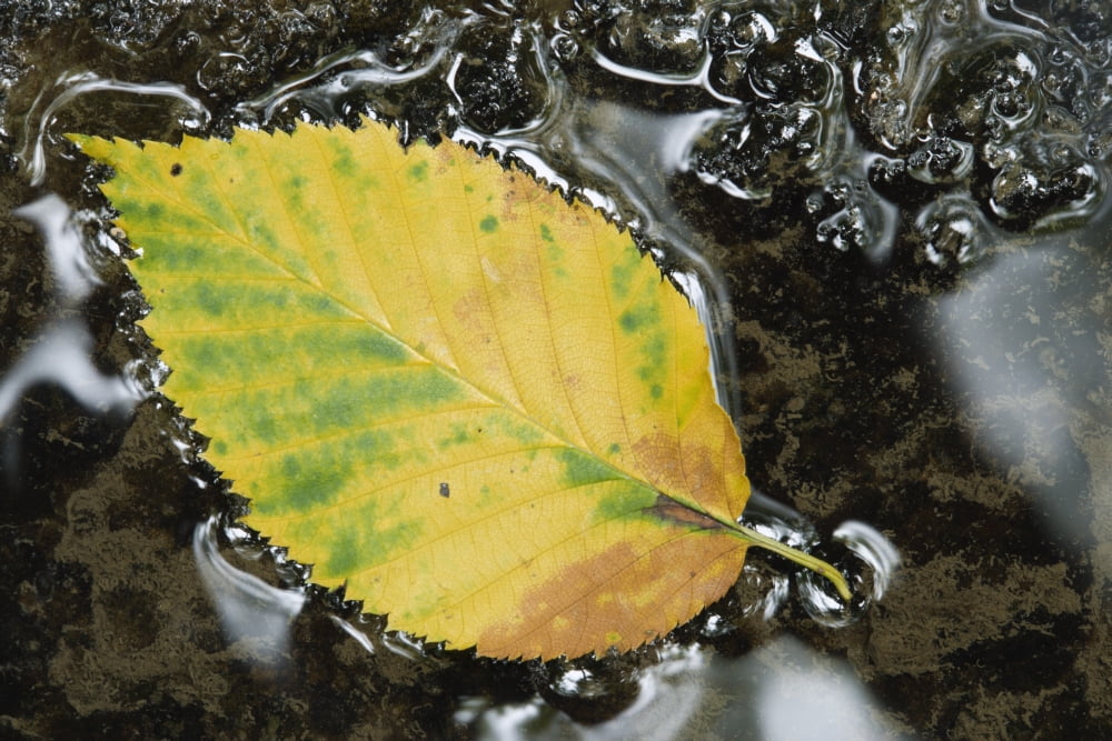 Leaf In Water Niagara Peninsula Ontario Canada Canvas Art - Darwin Wiggett Design Pics (34 x 22)