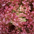 thumbnail image 1 of Leaf Lettuce Garden Seeds - Lollo Rosso - 2 Gram Packet, Non-GMO Vegetable Leafy Green Gardening Seeds, 1 of 3