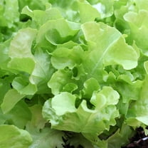 Leaf Lettuce Garden Seeds - Oakleaf - 1 Oz - Non-GMO, Heirloom Vegetable Gardening & Microgreens Seed - Oak Leaf