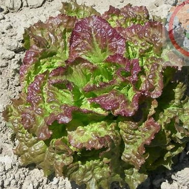 Leaf Lettuce Garden Seeds - Prizehead- 1 g Packet ~900 Seeds - Non-GMO, Heirloom Vegetable Gardening & Microgreens Seed - Prize Head