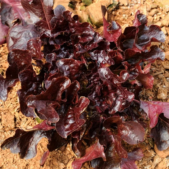 Leaf Lettuce Garden Seeds - Salad Bowl Red - 1 g Packet ~900 Seeds - Non-GMO, Heirloom Vegetable Gardening & Salad Microgreens Seed