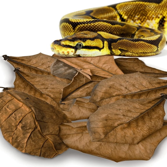 Leaf Litter for Snakes, 10 count Medium Almond Catappa Leaves Substrate Maintain Humidity in Corn Snake and Ball Python Terrarium, 7-8 Inches, Reptile Decor Accessories