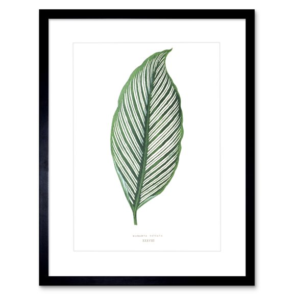 Leaf Maranta Vittata Art Print Framed Poster Wall Decor 9x7 inch
