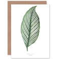 thumbnail image 1 of Leaf Maranta Vittata Greetings Card Plus Envelope Blank inside, 1 of 3