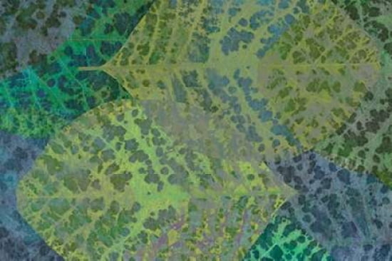 Leaf Pattern 1-3 Canvas Art - Cora Niele (24 x 36)