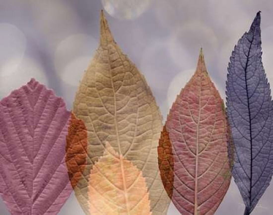 Leaf Patterns I Canvas Art - Kathy Mahan (18 x 24)