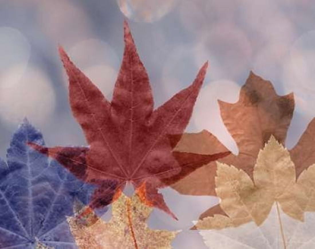 Leaf Patterns II Canvas Art - Kathy Mahan (18 x 24)