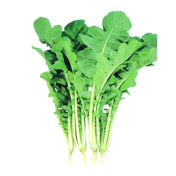 Leaf Radish Seeds - Saisai - Hybrid - 4 Oz ~5200 Seeds - Non-GMO, F1 Hybrid - Asian Garden Vegetable