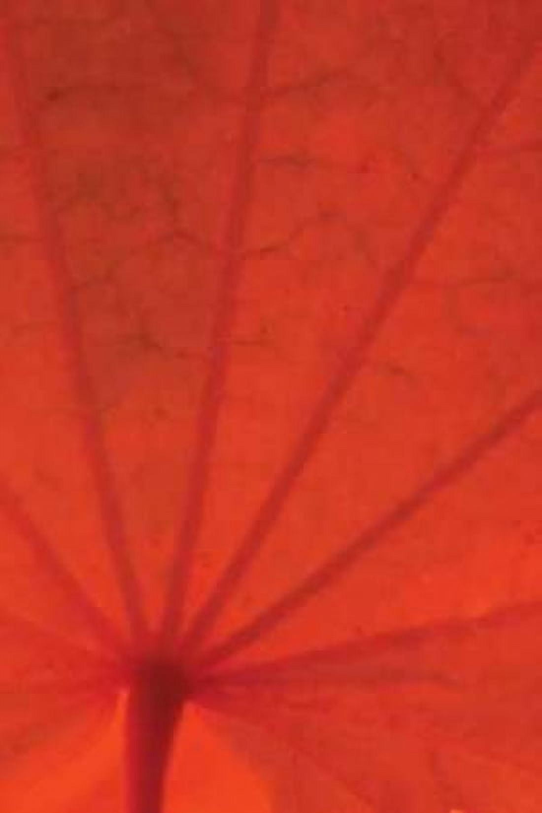 Leaf Romance I Canvas Art - Vitaly Geyman (12 x 18)