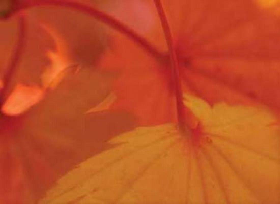 Leaf Romance III Canvas Art - Vitaly Geyman (18 x 24)