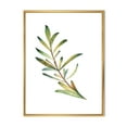 thumbnail image 1 of Leaf Rosemary Branch on White 12 in x 20 in Framed Painting Canvas Art Print, by Designart, 1 of 5