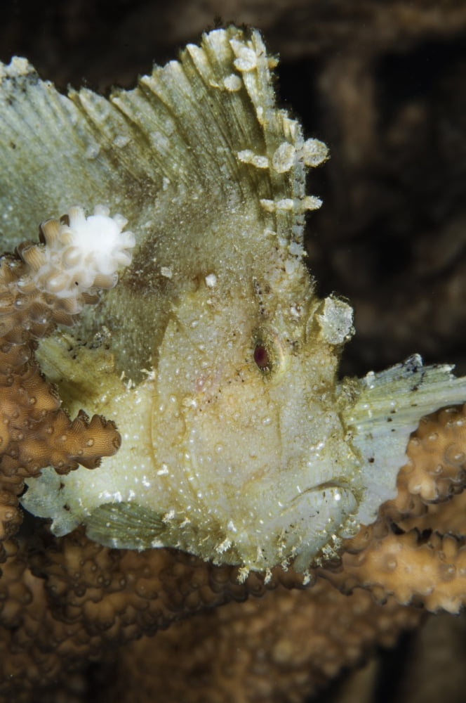 Leaf Scorpionfish Indonesia Canvas Art - Todd WinnerStocktrek Images (12 x 18)