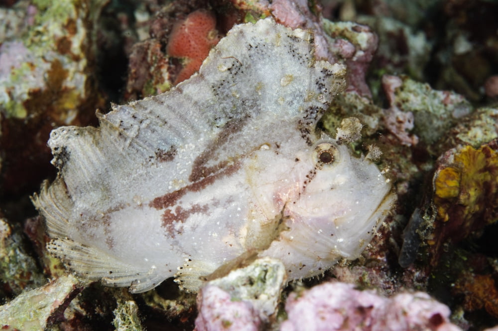 Leaf Scorpionfish Indonesia Canvas Art - Todd WinnerStocktrek Images (35 x 23)