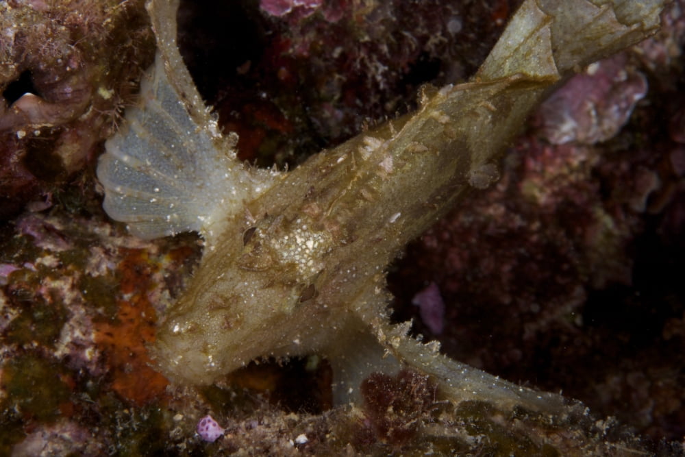 Leaf Scorpionfish stretching its pectoral fins to support itself on the reef Fiji Canvas Art - Terry MooreStocktrek Images (35 x 23)