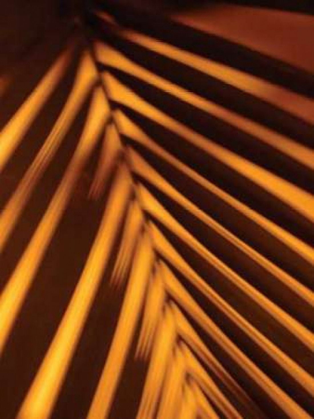 Leaf Shadow I Canvas Art - Erin Berzel (18 x 24)
