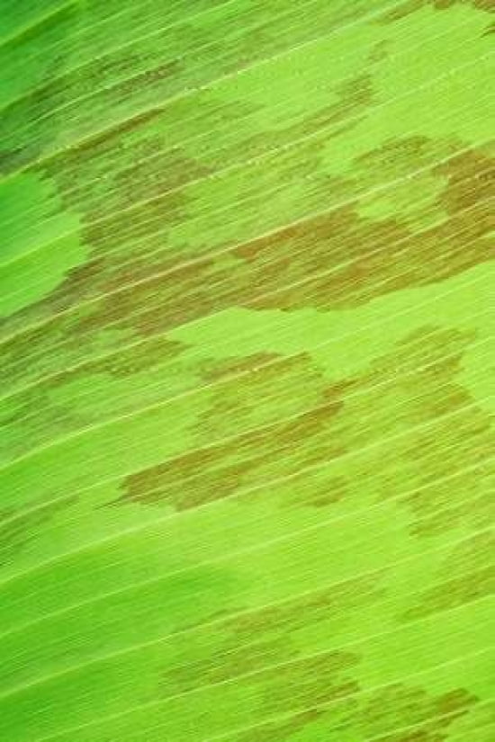 Leaf Texture Canvas Art - Cora Niele (12 x 18)