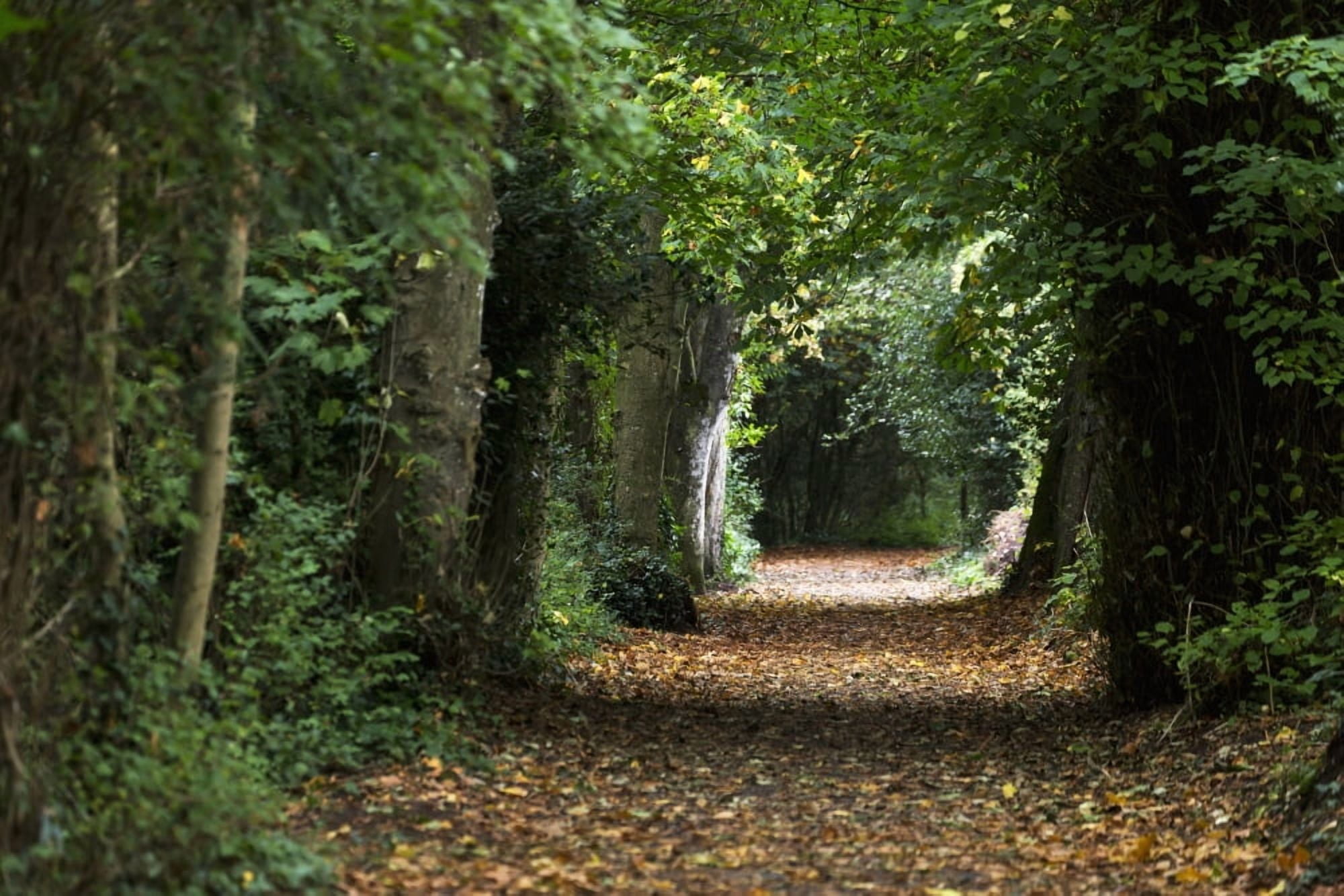 Leaf covered pathway in dense forest with sunlight in the distance Cahir County Tipperary Ireland Canvas Art - Michael Interisano Design Pics (19 x 12)