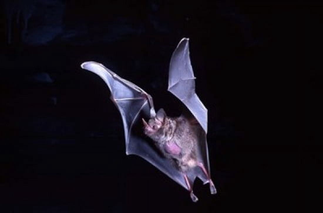 Leaf-nosed Fruit Bat wildlife Canvas Art - David Northcott DanitaDelimont (36 x 24)