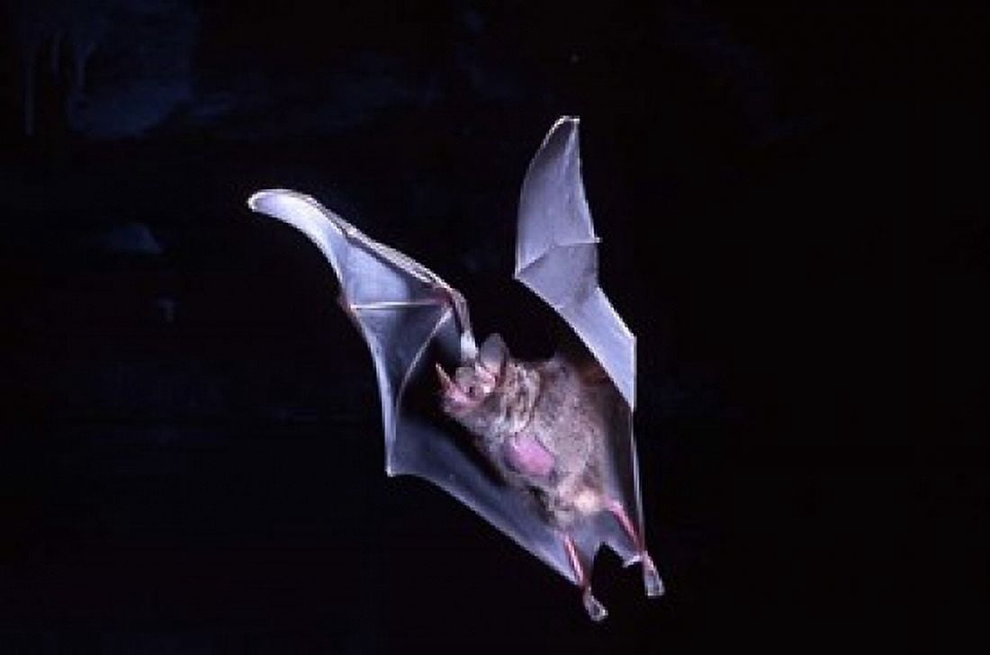 Leaf-nosed Fruit Bat wildlife Canvas Art - David Northcott DanitaDelimont (46 x 31)