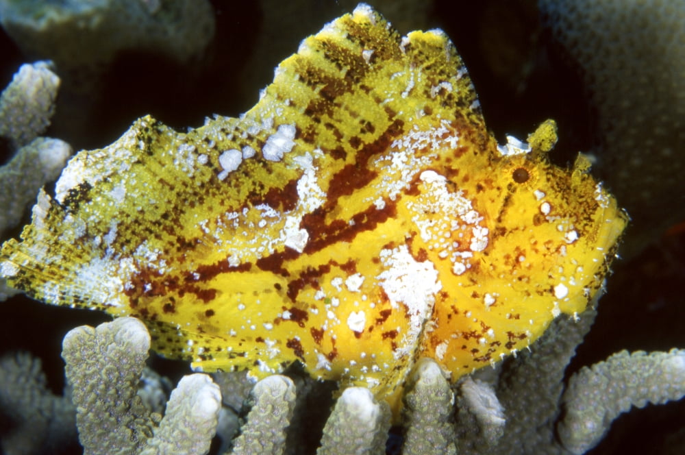 Leaf scorpionfish Indonesia Canvas Art - Beverly FactorStocktrek Images (18 x 12)