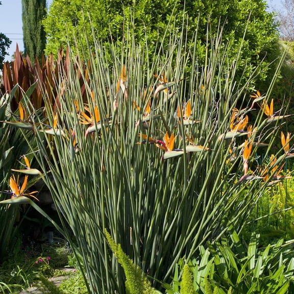 Leafless Bird Of Paradise Plant - 1 Live Plant in a 4 Inch Growers Pot - Strelitizia Juncea - Stunning Tropical Evergreen Structural Unique Foliage