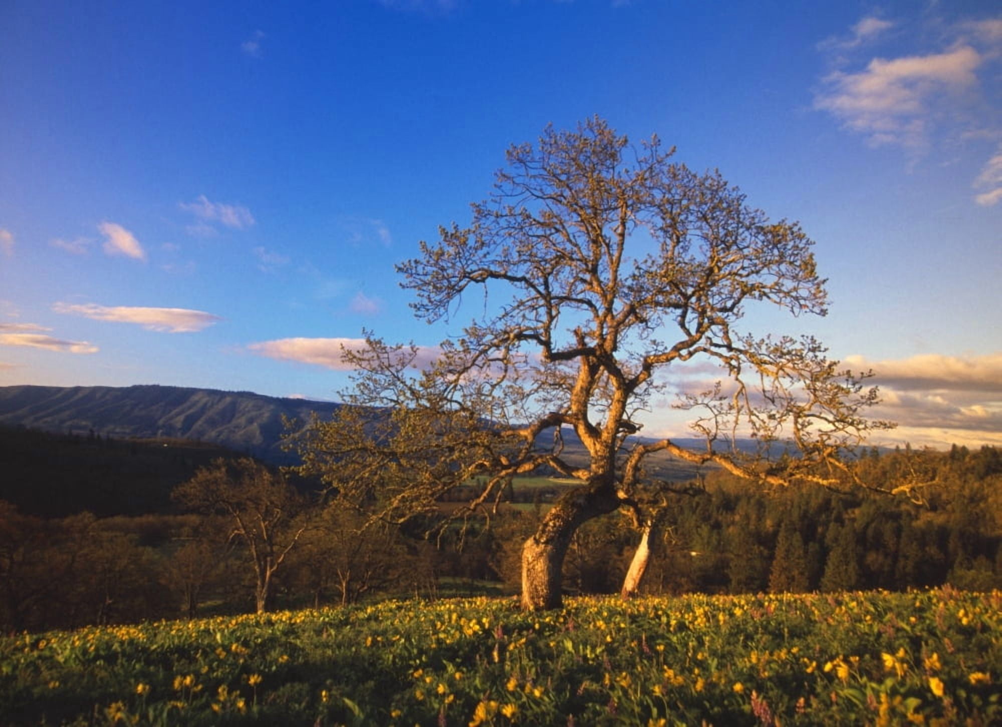 Leafless Oak Tree In Mountain Meadow Fallen Autumn Leaves Columbia River Gorge Canvas Art - Natural Selection Craig Tuttle Design Pics (34 x 26)